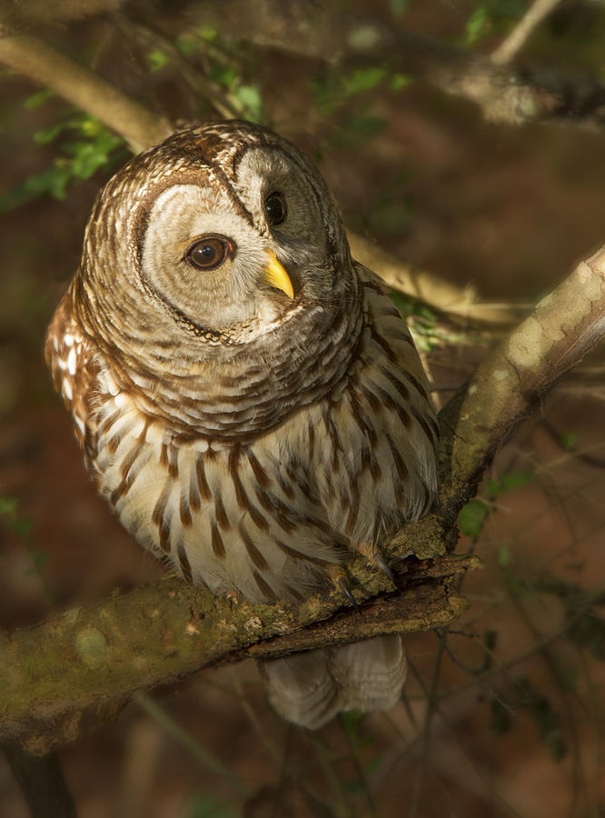 Barred Owl #3 Photograph by Jean Noren