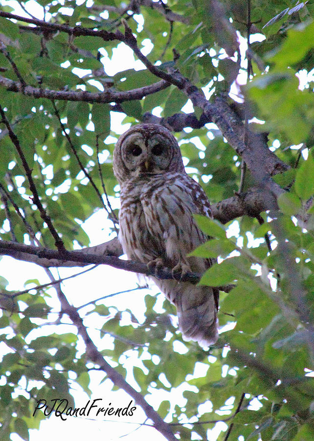 Barred Owl #2 Photograph by PJQandFriends Photography