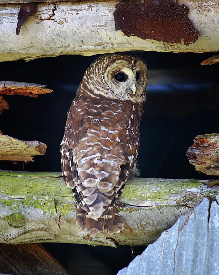 Barred Owl #2 Photograph by SC Shank