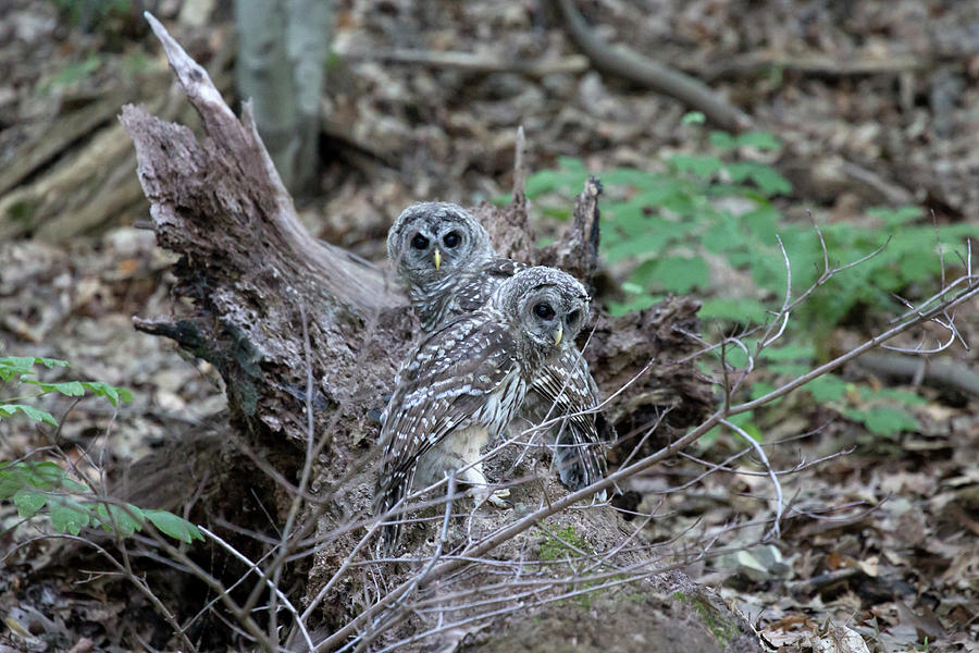 2 Barred Owls Photograph