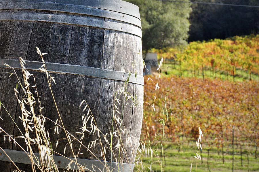 Barrel in the Vineyard Photograph by Brandon Bourdages