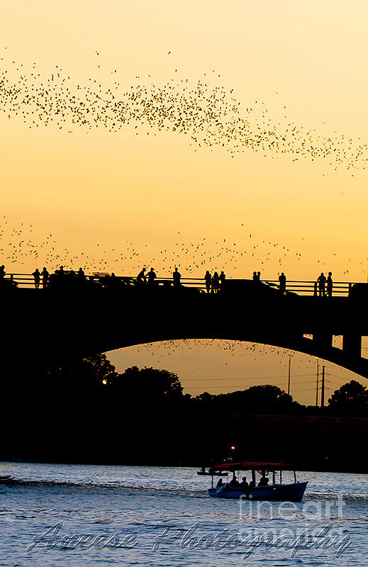 Bat Flight in Austin Texas #2 Photograph by Anthony Totah