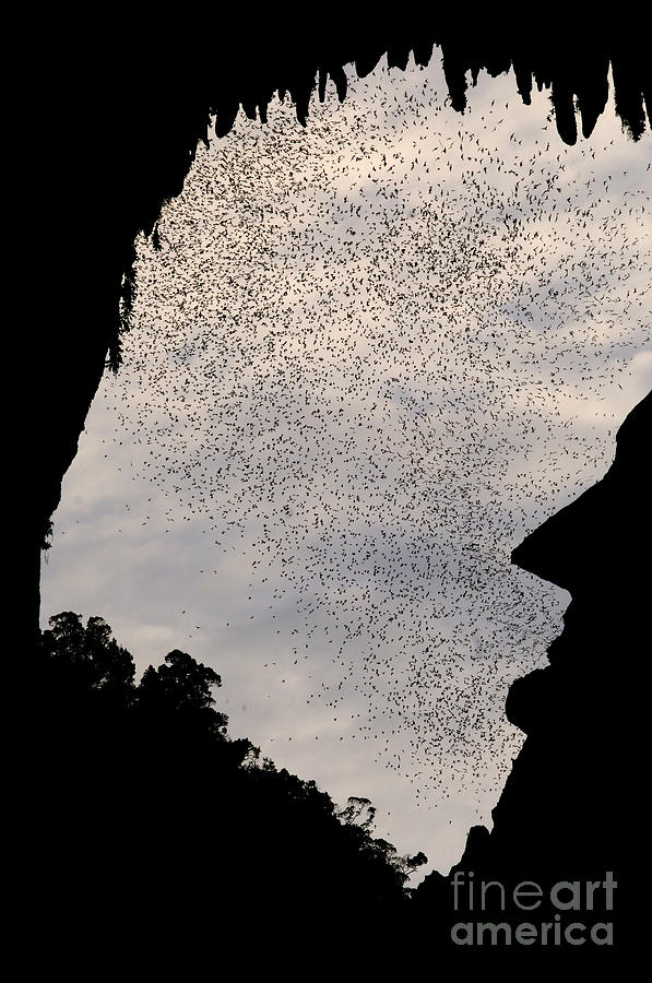 Bats Leaving Deer Cave #2 Photograph by Fletcher & Baylis