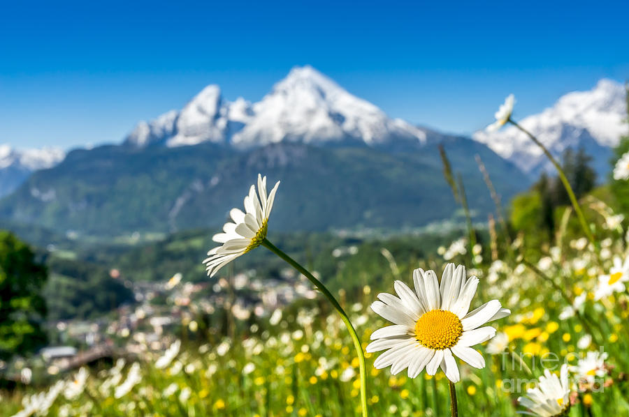 Bavarian Alps With Beautiful Flowers And Watzmann In Springtime