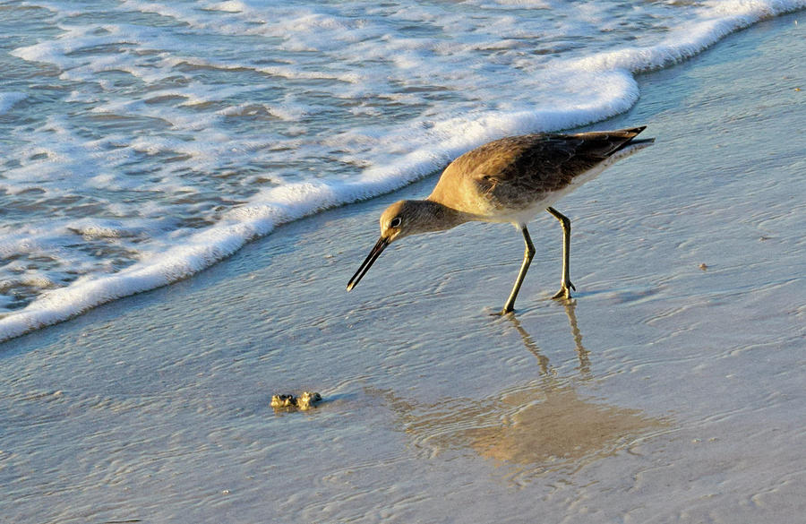 Beach Bird #2 Photograph by Larah McElroy