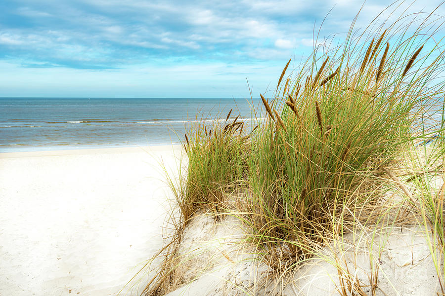 Beach Grass Photograph by Hannes Cmarits
