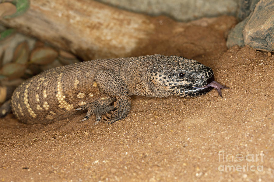 Beaded Lizard Heloderma Horridum #2 Photograph by Gerard Lacz