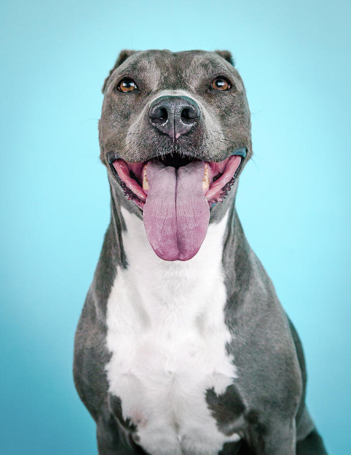 Dog Photograph - Bean #2 by Pit Bull Headshots by Headshots Melrose