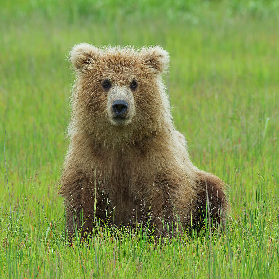 Bear Cub #3 Photograph by Ken Weber