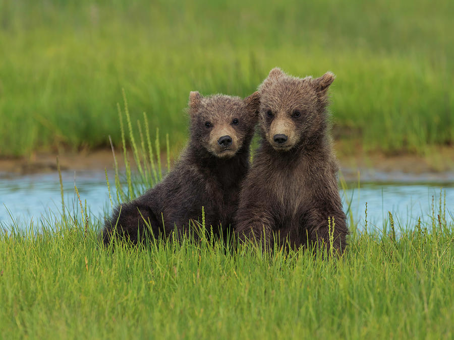 Bear Cubs #3 Photograph by Ken Weber
