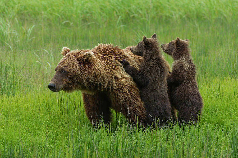 Bear Family #3 Photograph by Ken Weber