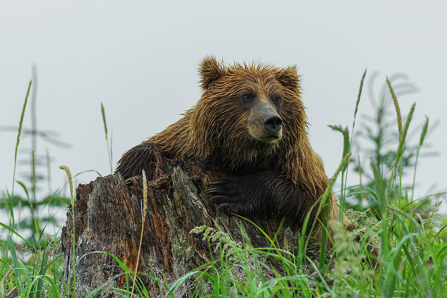 Bear #3 Photograph by Ken Weber