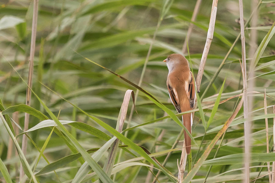 Bearded Reedling #3 Photograph by Wendy Cooper