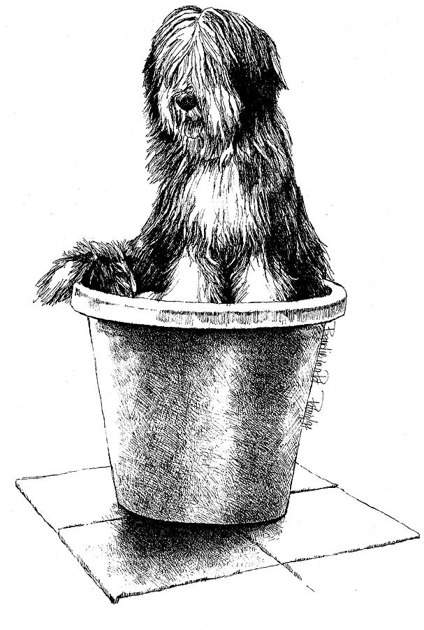 Beardie in a Pot #1 Drawing by Patrice Clarkson