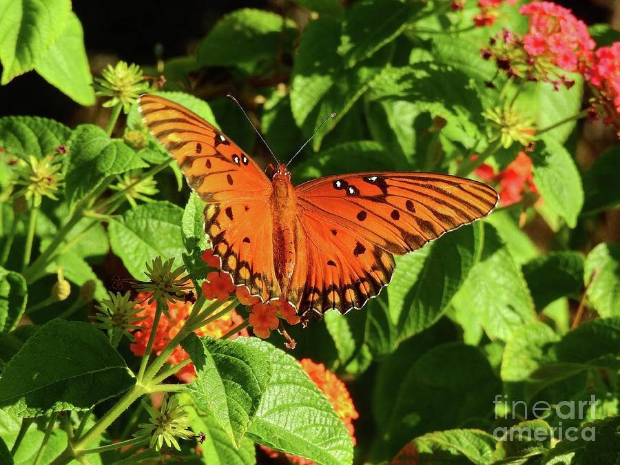 Beautiful Butterfly #2 Photograph by Scott Cameron