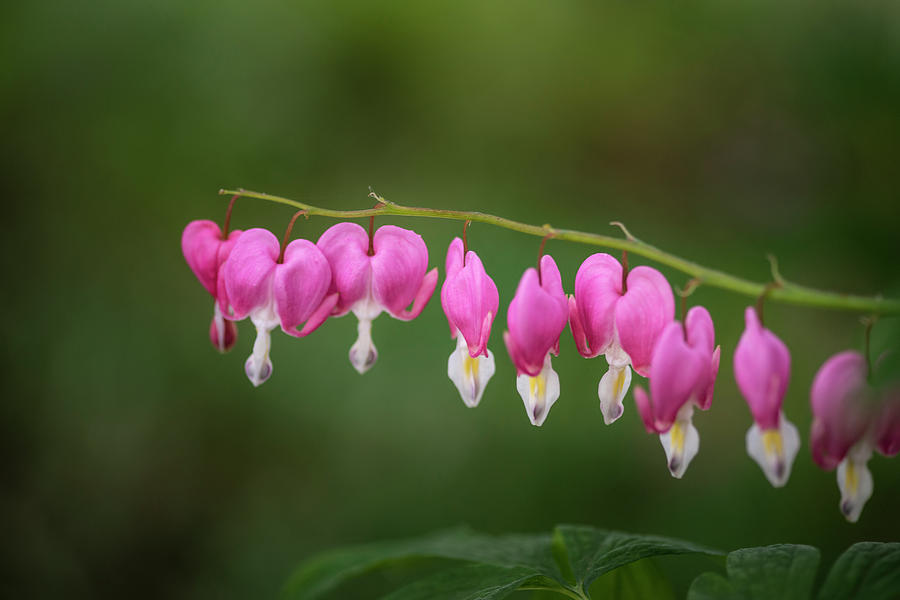 Beautiful colorful bleeding heart flower, lamprocapnos spectabil ...