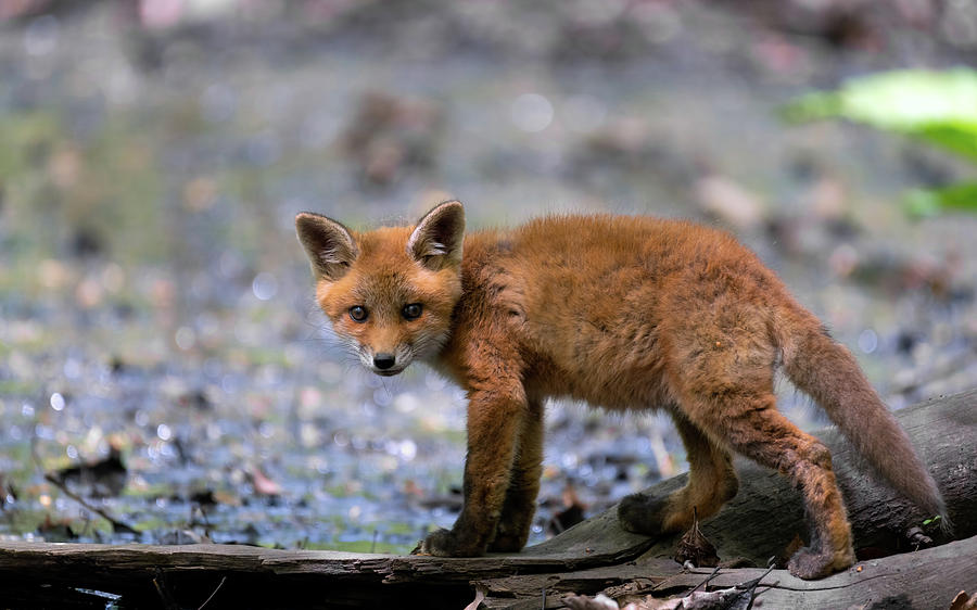 Beautiful fox cub #2 Photograph by Sam Rino