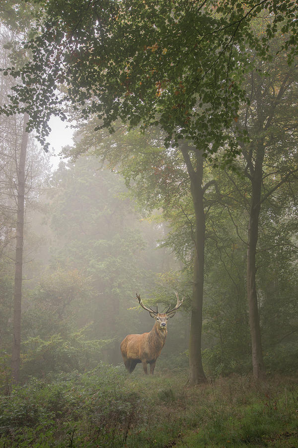 Beautiful Image Of Red Deer Stag In Foggy Autumn Colorful Forest Photograph By Matthew Gibson