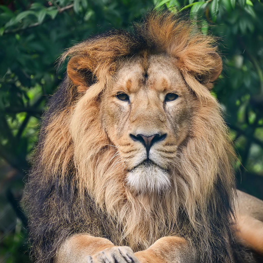 Beautiful portrait of Asiatic Lion Panthera Leo Persica Photograph ...