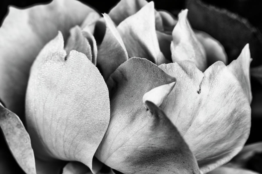 Beautiful rose closeup in monochrome #2 Photograph by Vishwanath Bhat