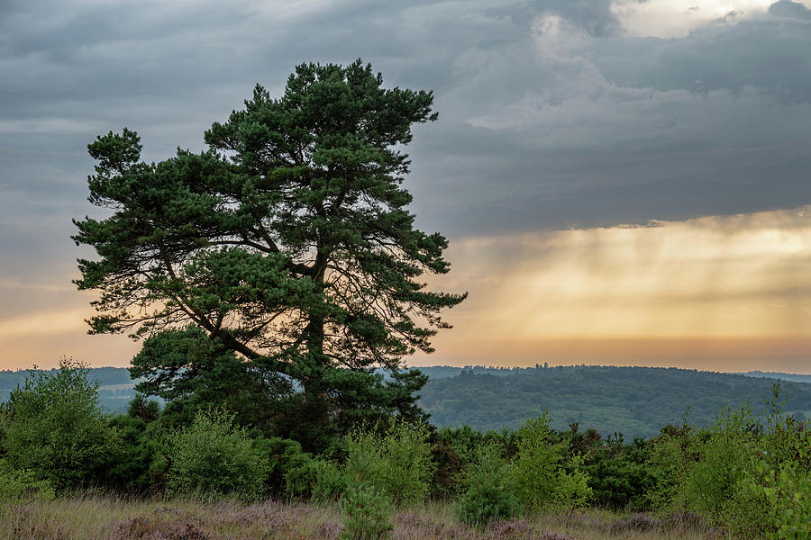 single tree landscape