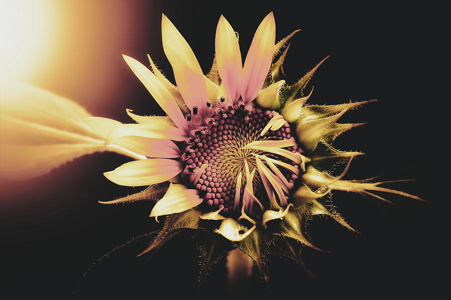 Beautiful Sunflower #2 Photograph by Mountain Dreams