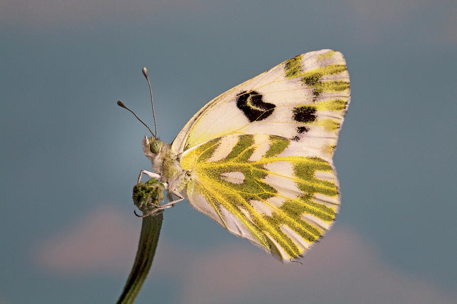 Beckers White Butterfly #2 Photograph by Buddy Mays