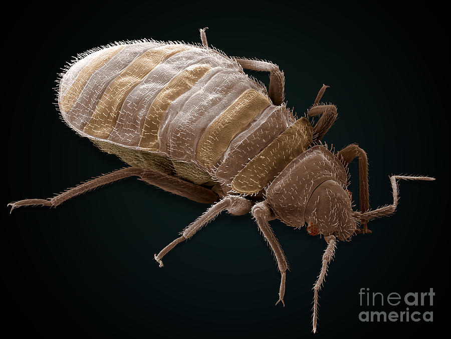 Bedbug, Cimex Lectularius, Sem #2 Photograph by Ted Kinsman