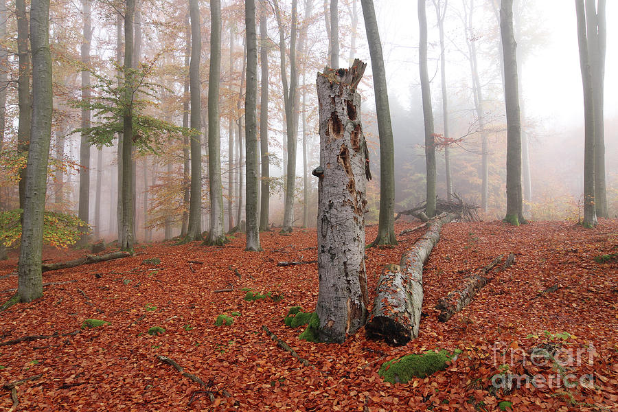 Beech forest in autumn #2 Photograph by Michal Boubin