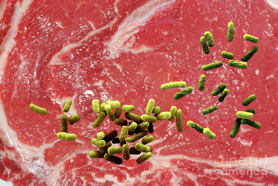 Beef Contaminated With E. Coli #2 Photograph by Scimat