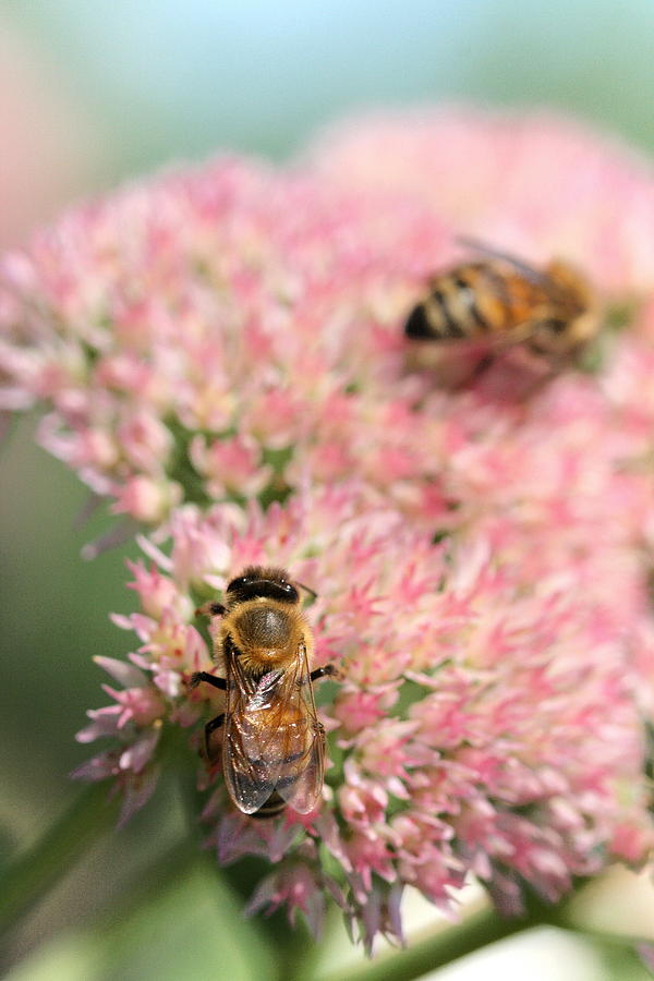 2 Bees Photograph by Angela Rath