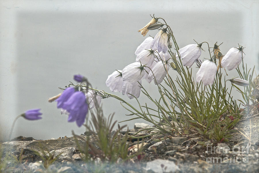 Bellflower Photograph - Bellflower by Heiko Koehrer-Wagner Bellflower Photograph - Bellflower by Heiko Koehrer-Wagner