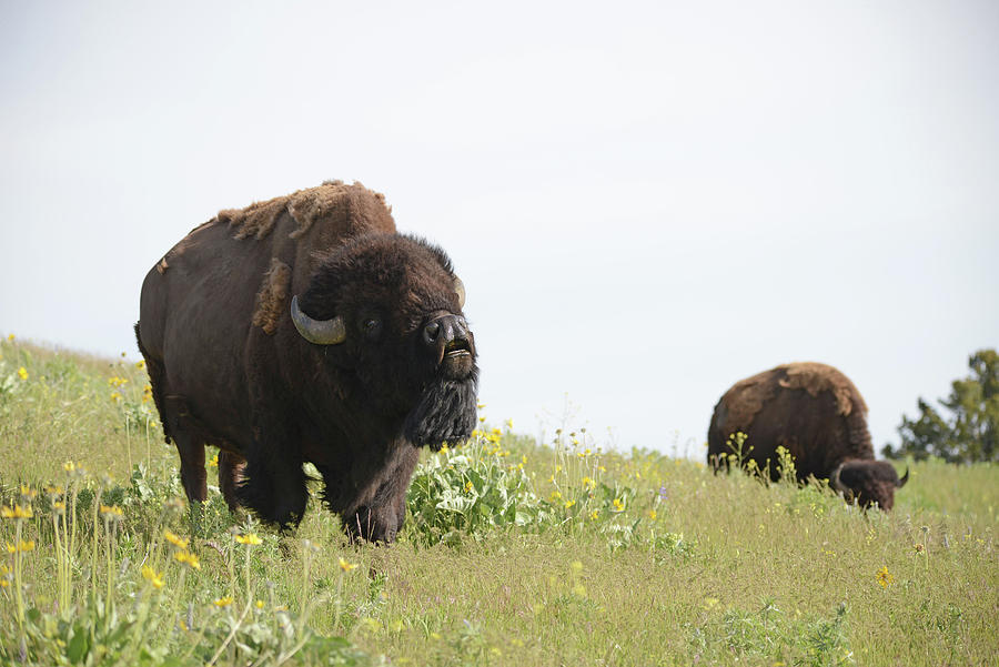 Bellowing Bull Bison #2 Photograph by Whispering Peaks Photography