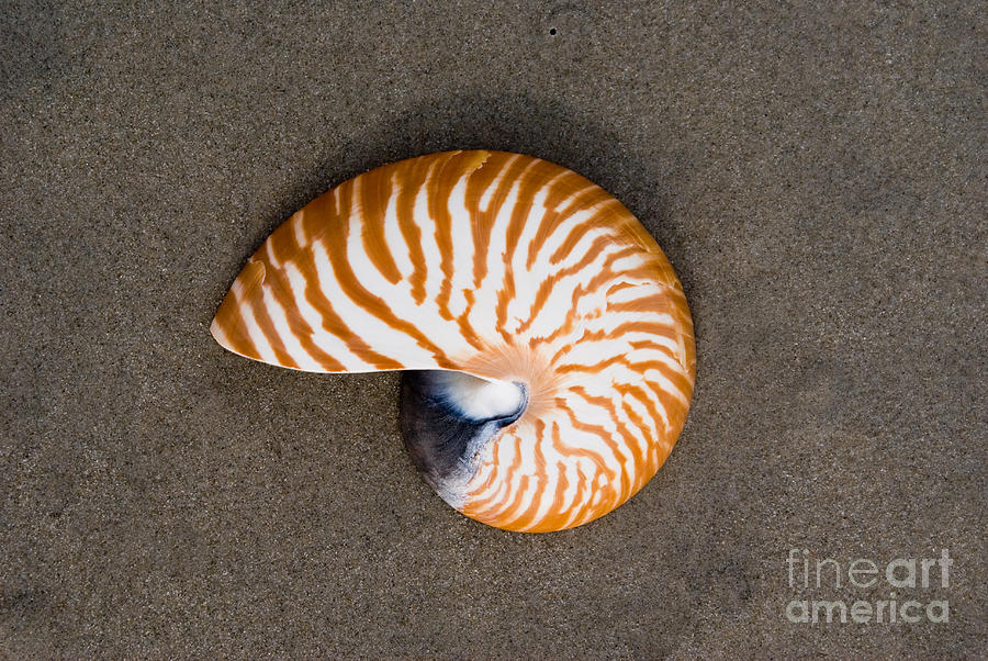 Bellybutton Nautilus - Nautilus macromphalus #2 Photograph by Anthony Totah