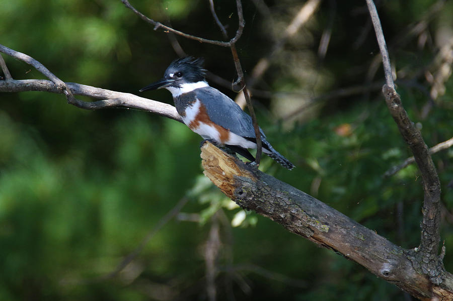 Belted Kingfisher Photograph by Brook Burling