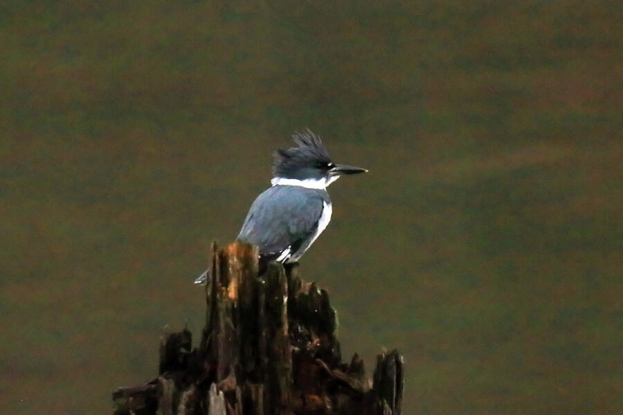 a Belted Kingfisher on an old peir Photograph by Jeff Swan