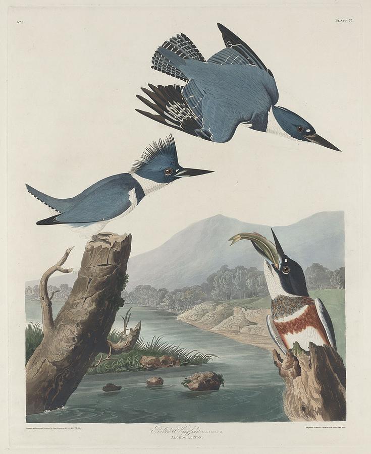 John James Audubon Drawing - Belted Kingfisher #2 by Dreyer Wildlife Print Collections 