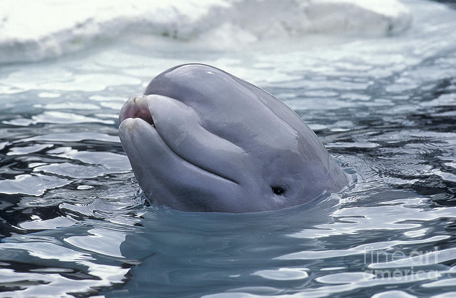 Beluga Whale Or White Whale #2 Photograph by Gerard Lacz