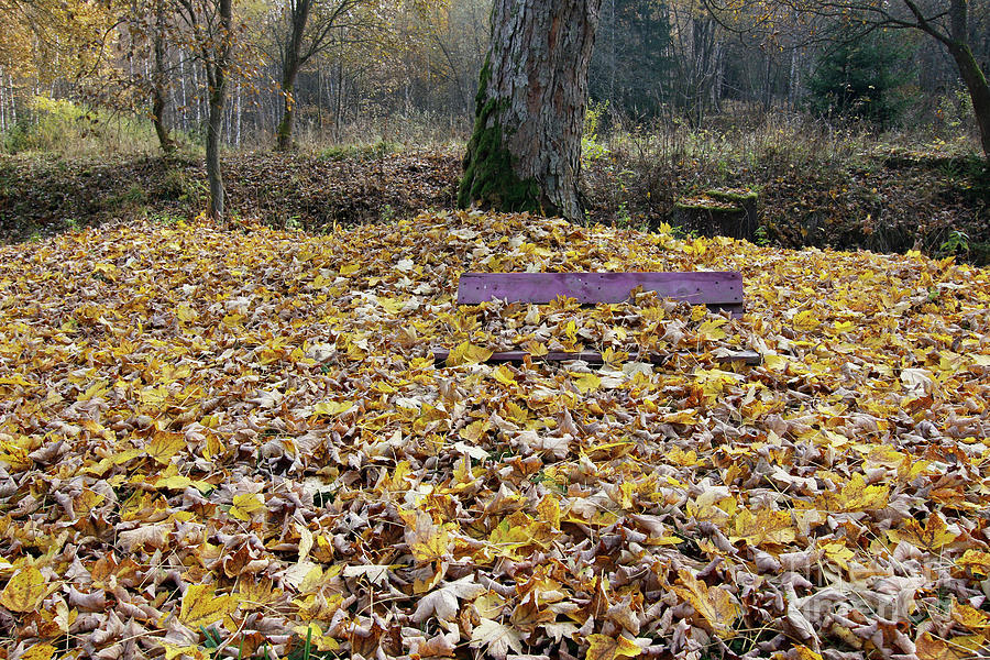 Bench covered in fallen leaves #2 Photograph by Michal Boubin