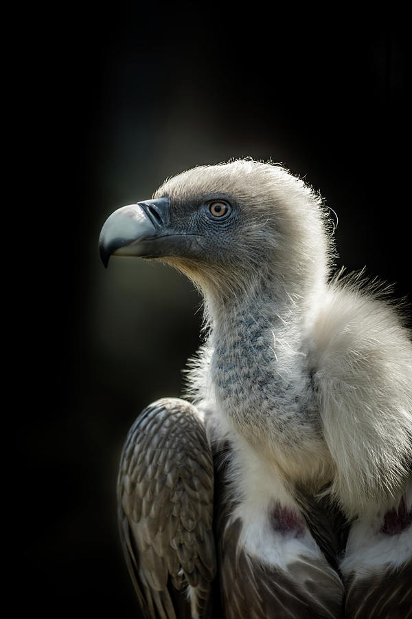 Big bird Griffon vulture Photograph by Libor Vrska - Fine Art America