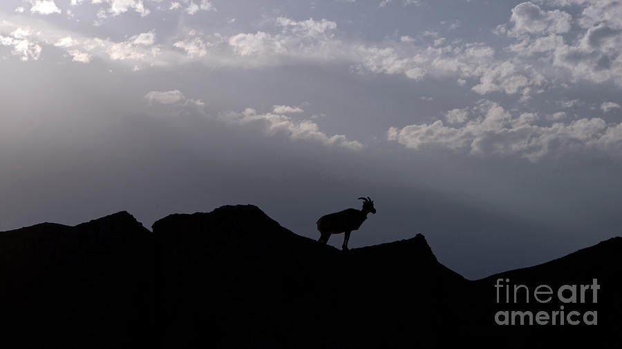 Badlands National Park Photograph - Big Horned Sheep - Badlands National Park - Interior #2 by Jason O Watson