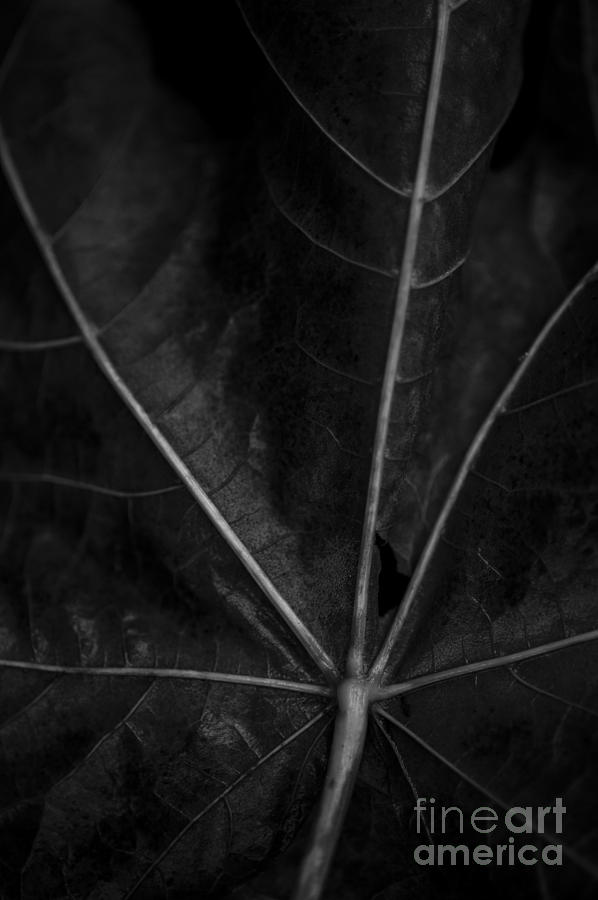 Big Leaf Maple  #2 Photograph by Jim Corwin