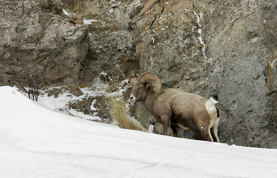 Bighorn #2 Photograph by Ronnie And Frances Howard