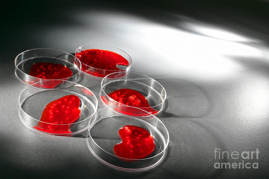 Petri Photograph - Biotechnology Experiment in Science Research Lab #2 by Olivier Le Queinec