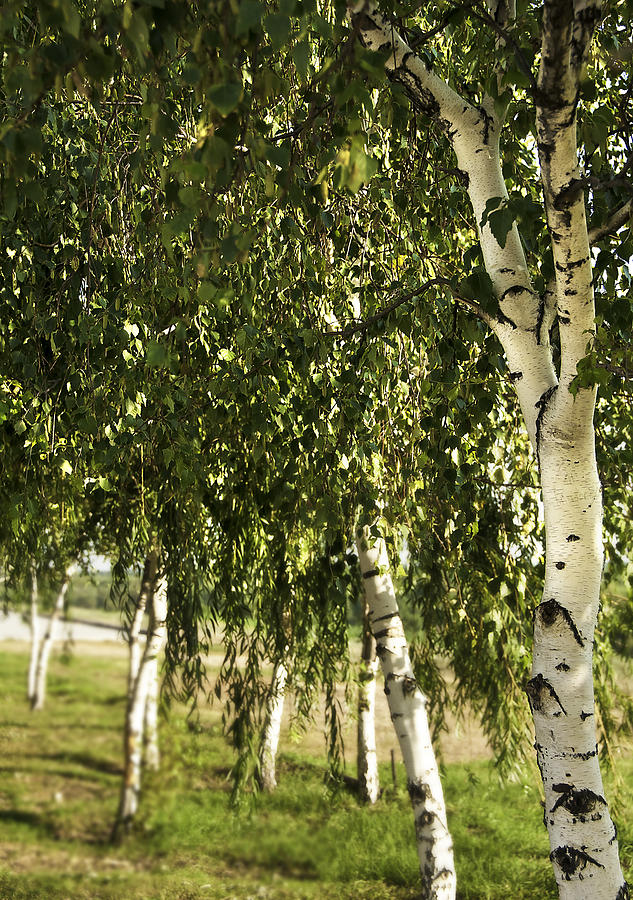 Birch Trees #2 Photograph by Svetlana Sewell