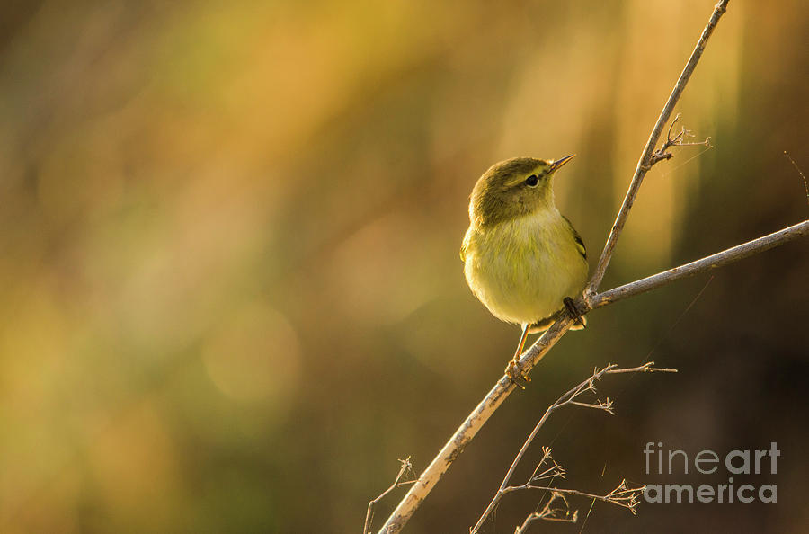 Bird In Golden Light #2 Photograph by Perry Van Munster