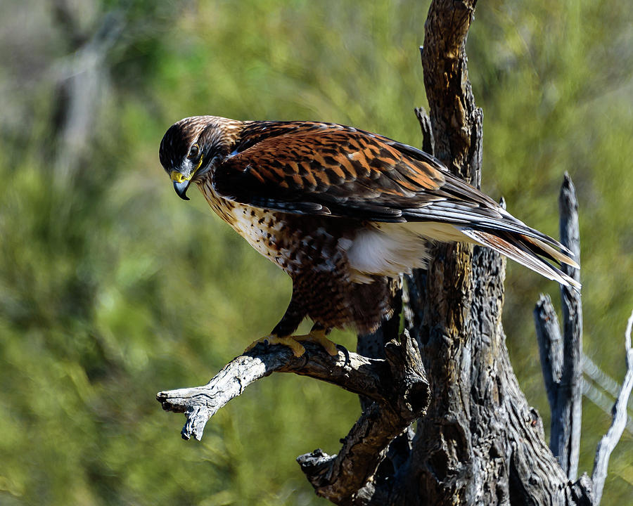 Eagle Photograph - Birds of Prey - Ferruginous Hawk #2 by Jon Berghoff
