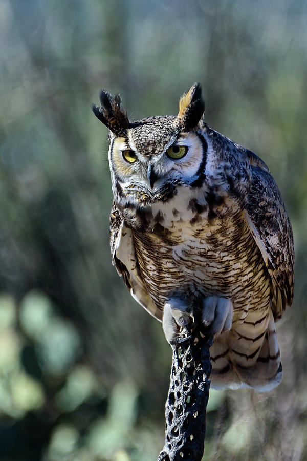 Birds Of Prey Great Horned Owl Photograph By Jon Berghoff Pixels