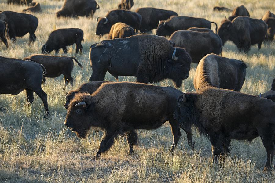 Bison Herd Photograph by Christian Heeb - Fine Art America