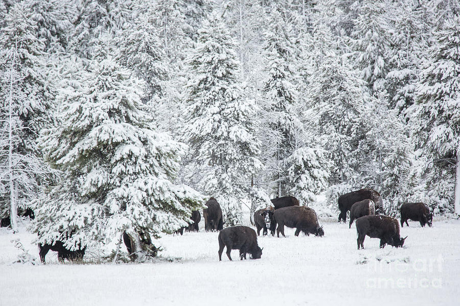 Bison In The Snow Photograph